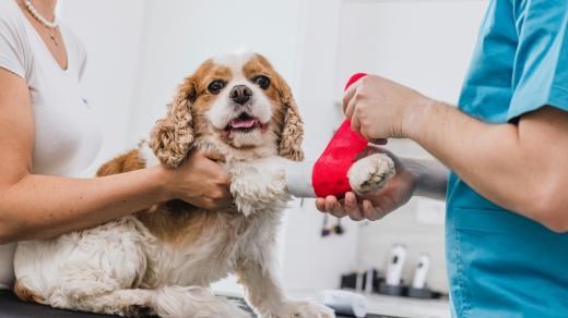 Pes u veterináře
