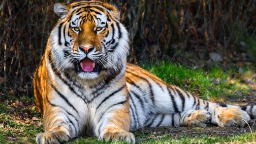 Ve zlínské zoo se zabydluje nový tygr ussurijský