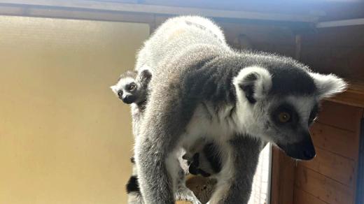 Lemur kata s mládětem v Zoo Dvorec u Borovan na Českobudějovicku
