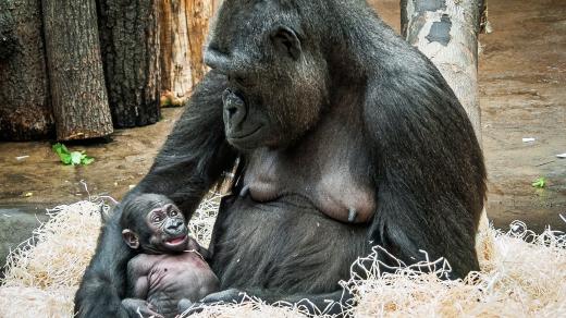 Gorily v zoologické zahradě