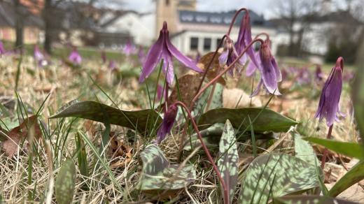 Kandík psí zub v zámecké zahradě v Letohradu
