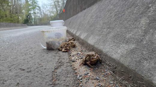 Za jediné ráno dobrovolníci u přehrady zachránili 261 žab