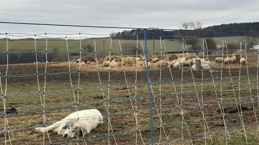 Farmář si psy a elektrický ohradník pořídil po loňských srpnových a zářijových útocích vlků na své stádo