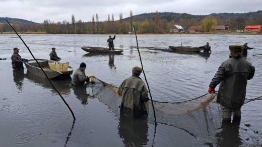 Klatovské rybářství hospodaří na téměř čtyřech stovkách rybníků