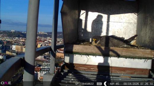 Fotografie sokola stěhovavého pořízená fotopastí
