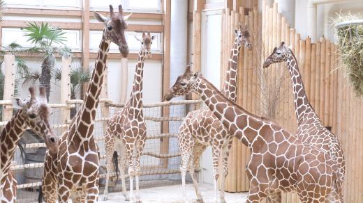 Do Safari Parku ve Dvoře Králové přicestoval nový žirafák Kiango