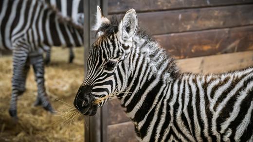 Safari Park Dvůr Králové usiluje o to, aby se zvýšily stavy zeber bezhřívých v zoologických zahradách