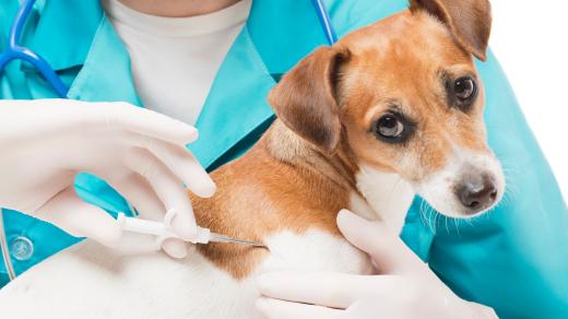 Veterinář aplikuje psovi mikročip