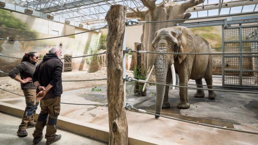 Bamba přicestovala do dvorského safari parku z Francie. Připojila se ke slonicím Umbu a Saly