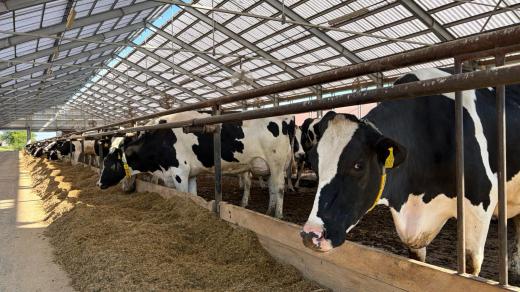Nahradit seno jiným krmivem se farmářům prodraží