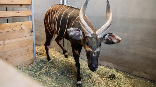 Bongové se vracejí „domů“. Dvorský safari park organizuje výjimečný převoz vzácných zvířat do Keni
