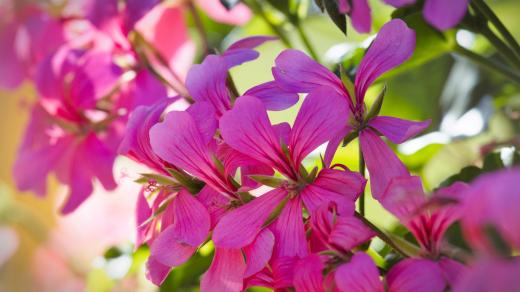 pelargonie