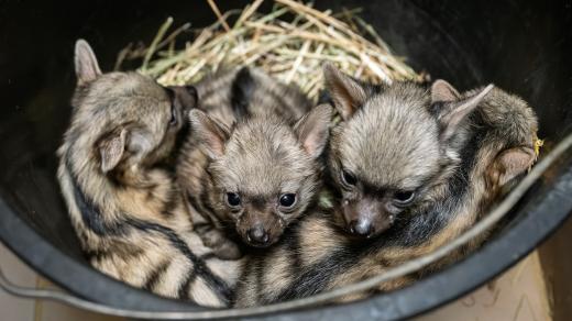 Čtyřčata hyenky hřivnaté při veterinární kontrole