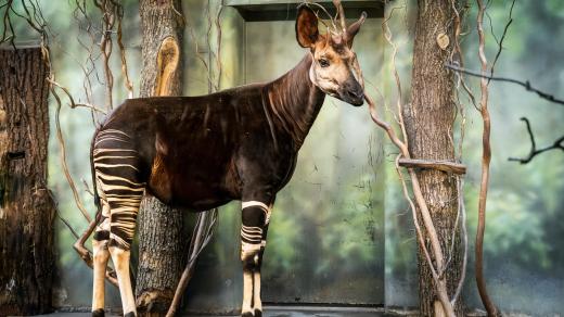 K čemu využívá okapi až 30 cm dlouhý a velmi pohyblivý jazyk? Dozvíte se ve dvorském safari parku