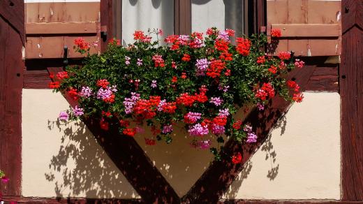 Pelargonie, muškáty, okno