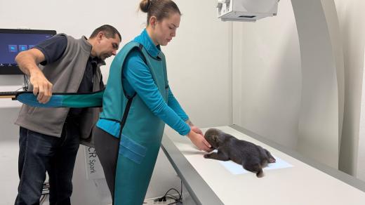 Začátkem roku přijala bojnická zoo tři osiřelá medvíďata