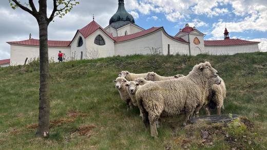 Na svahy pod poutním kostelem na Zelené hoře se vrátilo stádo beranů
