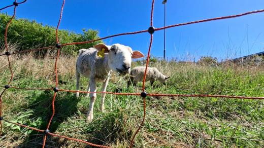 Olomoucký zemědělec poskytl ovcím veterinární péči, nyní je převezl na pastvu