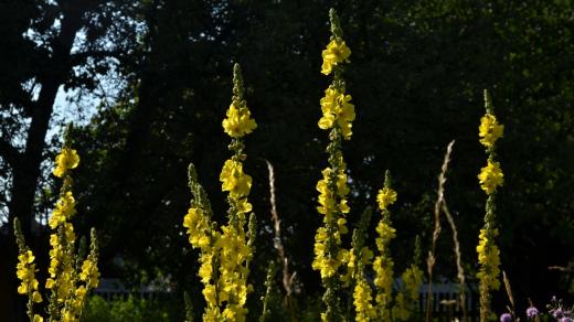 Královské svíce - divizna