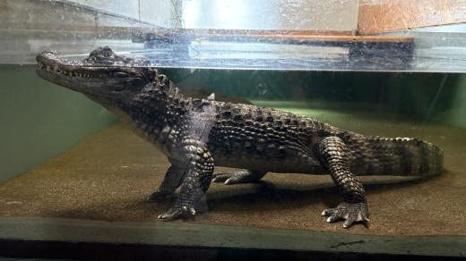 Mezi obyvatele Vodní minizoo Baška patří i krokodýli