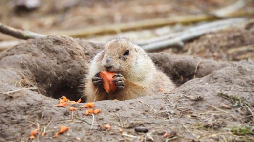 Psouni v Zoo Hluboká prošpikovali výběh chodbami a schovávají se chovatelům, kteří je potřebují odchytit