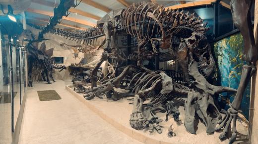 Pohled na dvanáct metrů dlouhou kostru tyranosaura rexe