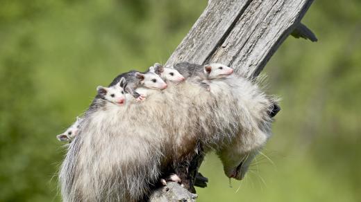 Opossum