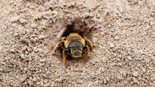 Včela rodu Andrena