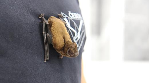 Zoolog Evžen Tošenovský přinesl do studia Českého rozhlasu Olomouc živého netopýra