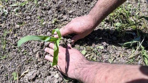 ysazování rychle rostoucí traviny ozdobnice obrovské (Miscanthus giganteus) v okolí bývalého lomu ČSA