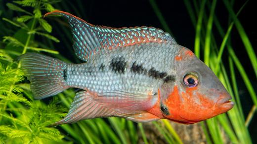 Thorichthys meeki - kančík červenohrdlý