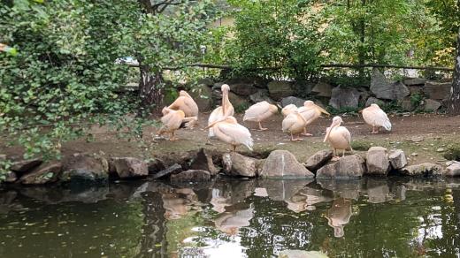 Zoo Plzeň