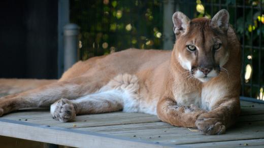 Puma (ilustrační foto)