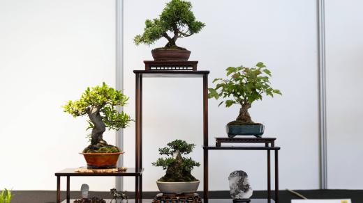 Festival bonsají a japonské kultury v trojské botanické zahradě