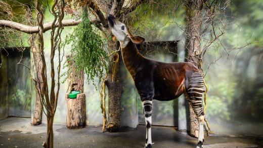 Nová samička pralesní žirafy okapi v Safari Parku Dvůr Králové. Cílem je odchov dalších mláďat