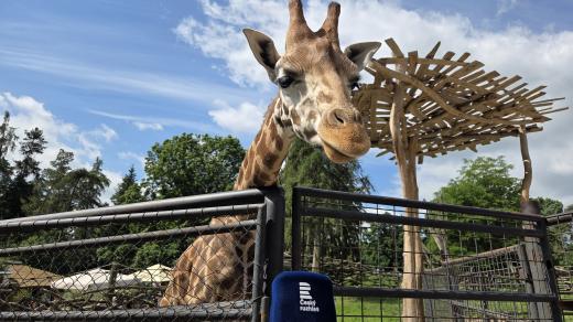 Žirafa Rothschildova v ZOO Olomouc na Svatém Kopečku