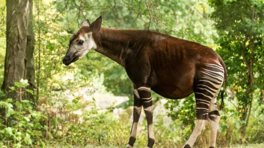 Okapi