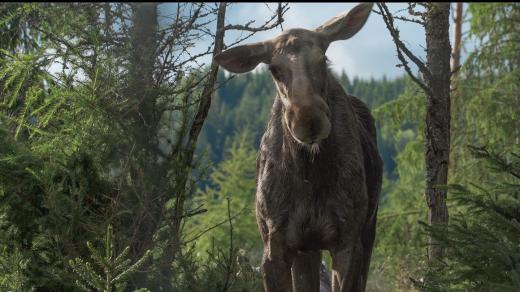 Z filmu AMOOSED: losí odysea