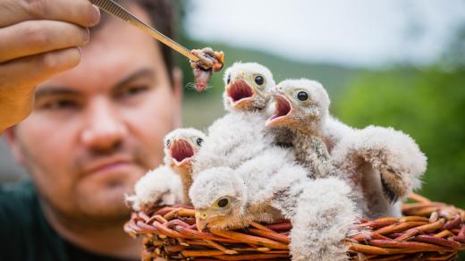 Mláďata musí ošetřovatelé krmit několikrát denně podle přesně stanoveného rozpisu
