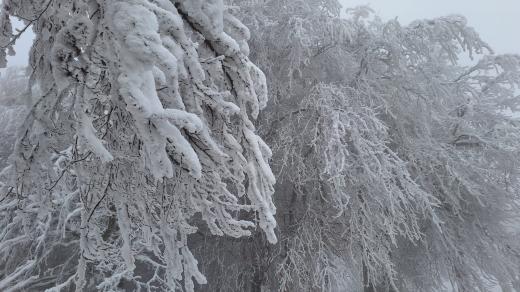 Námraza na stromech (ilustr. foto)