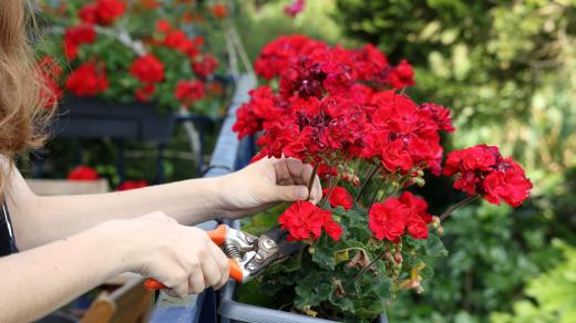 Pelargonie