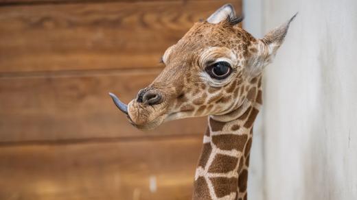 Mládě žirafy síťované po 12 letech! První narozené v „žirafím chrámu“ Safari Parku Dvůr Králové