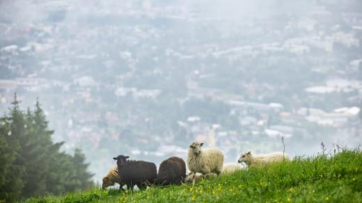 Ovce na sjezdovce Skalka na Ještědu