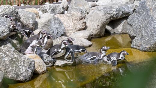 Tučňáci se ve zlínské zoo přemístili do výběhu lachtanů