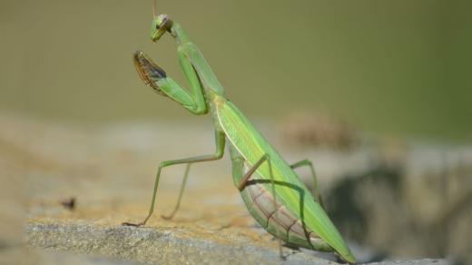 Kudlanka nábožná (Mantis religiosa)