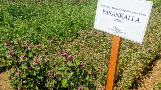 Merlík chilský neboli quinoa. Rostlinu zkoušejí pěstovat brněnští vědci, původně roste v Jižní Americe