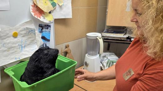 Mládě lachtana jihoafrického v Zoo Praha pravidelně váží