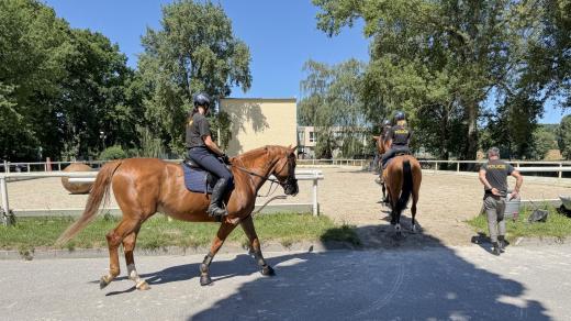 Policejní koně se řadí do dvou kategorií - hlídková a pro speciální účely (demonstrace, fotbalová utkání atd.)
