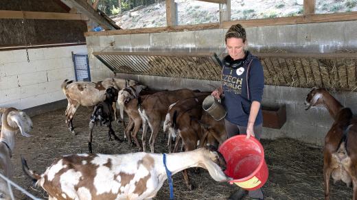 Anglo-núbijské kozy chová Kateřina Vacková na farmě Vlčí Hory na Humpolecku