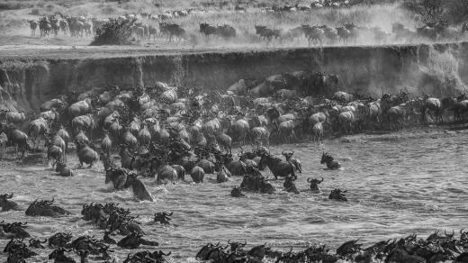 Velká migrace - pakoně, Masai Mara - Keňa